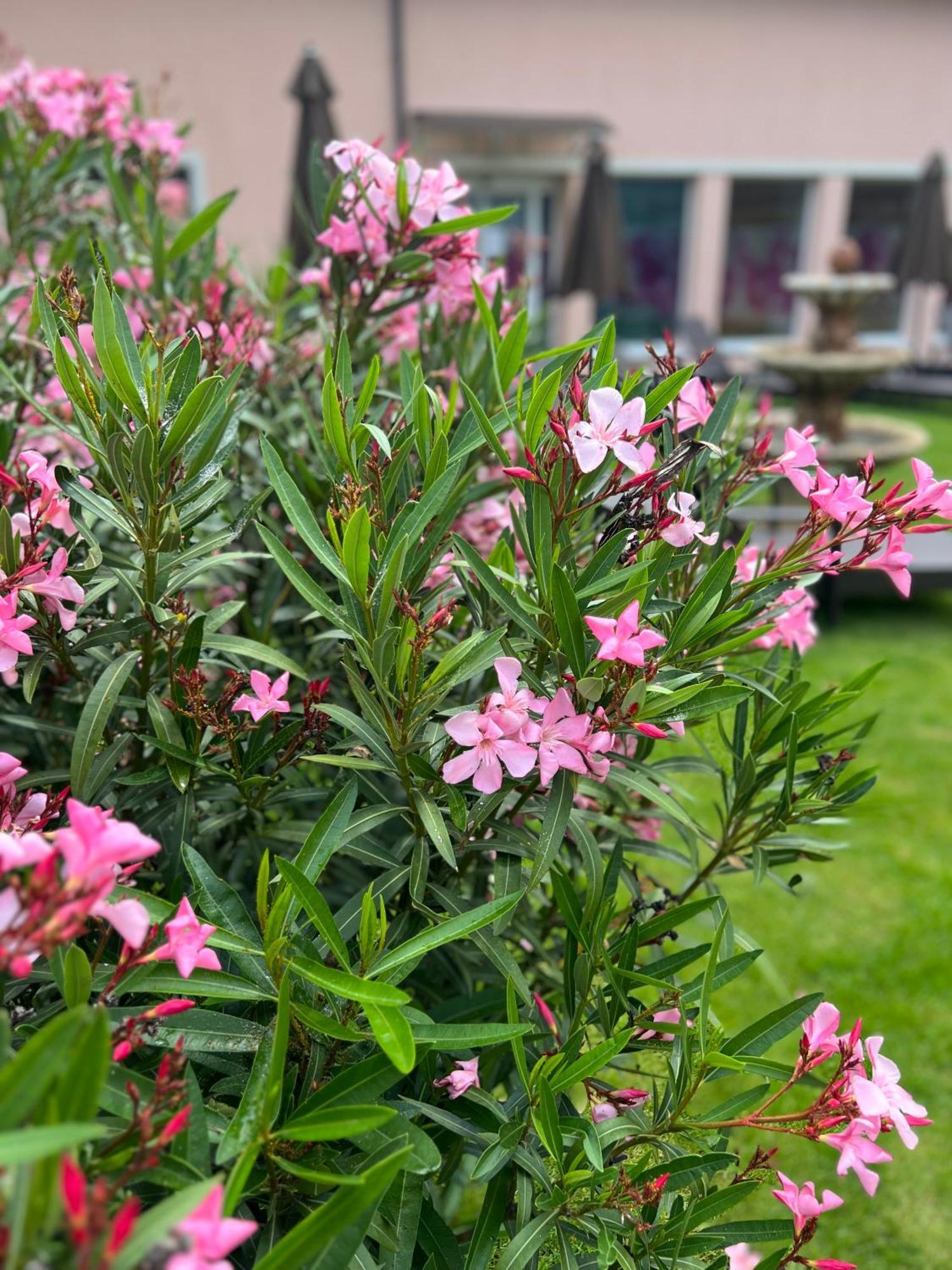 Spa & Wellness Hotel Orchidea Veľký Meder Bagian luar foto